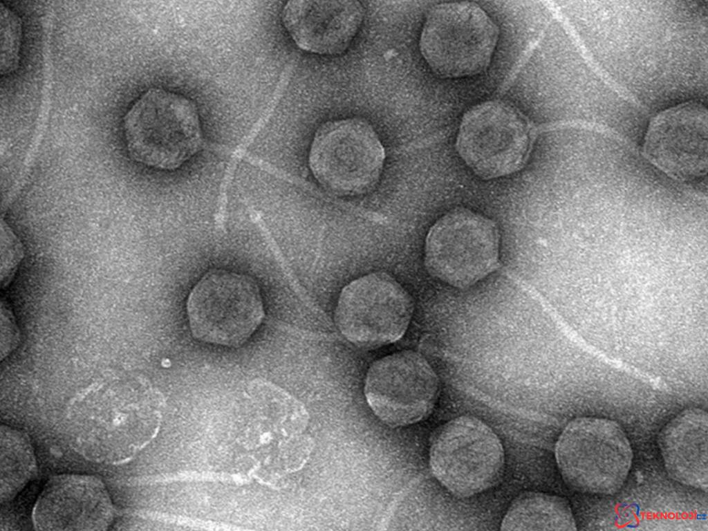 Antibiyotik Direncinin Crispr ile Çözümü